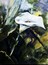 DILMA DI CARVALHO - Natureza Morta - 1996 - Acrilica sobre tela - 80 x 60 cm.jpg